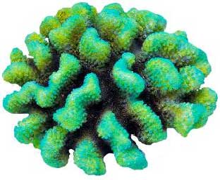 Искусственный коралл Fauna International зеленый 15х13,5х7,5см
