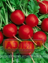 

Семена. Редис "Заря"