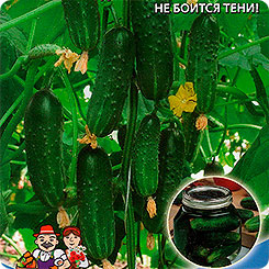 

Семена Огурец Балконный Красавчик Хикмета F1, 6 шт, Уральский дачник, 197150