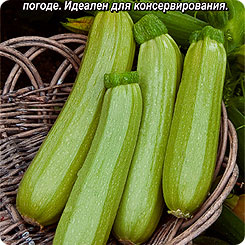 

Семена Кабачок белоплодный Корнишонный, 1 г, АЭЛИТА, 202293