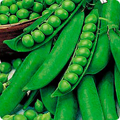

Семена Горох Сладкий Поползун, 7 г, Premium seeds, 188782