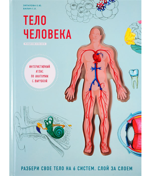 фото Книга тело человека. интерактивный атлас по анатомии с вырубкой бомбора