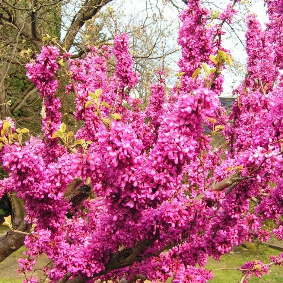 

Семена Орешка Багрянник европейский 20 шт.