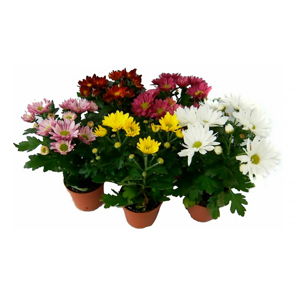 Хризантема d12 см, в ассортименте