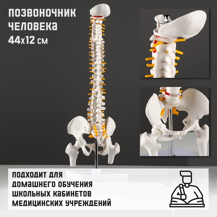 Макет "Позвоночник человека" 44*12см 100071207705