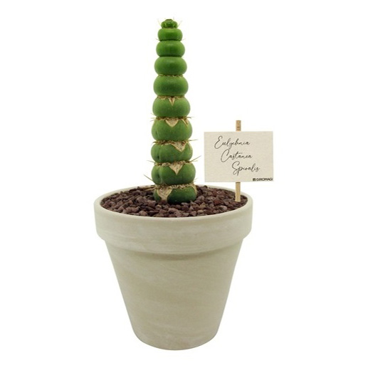 Эулихния каштановая спиралис h30 см d11 см