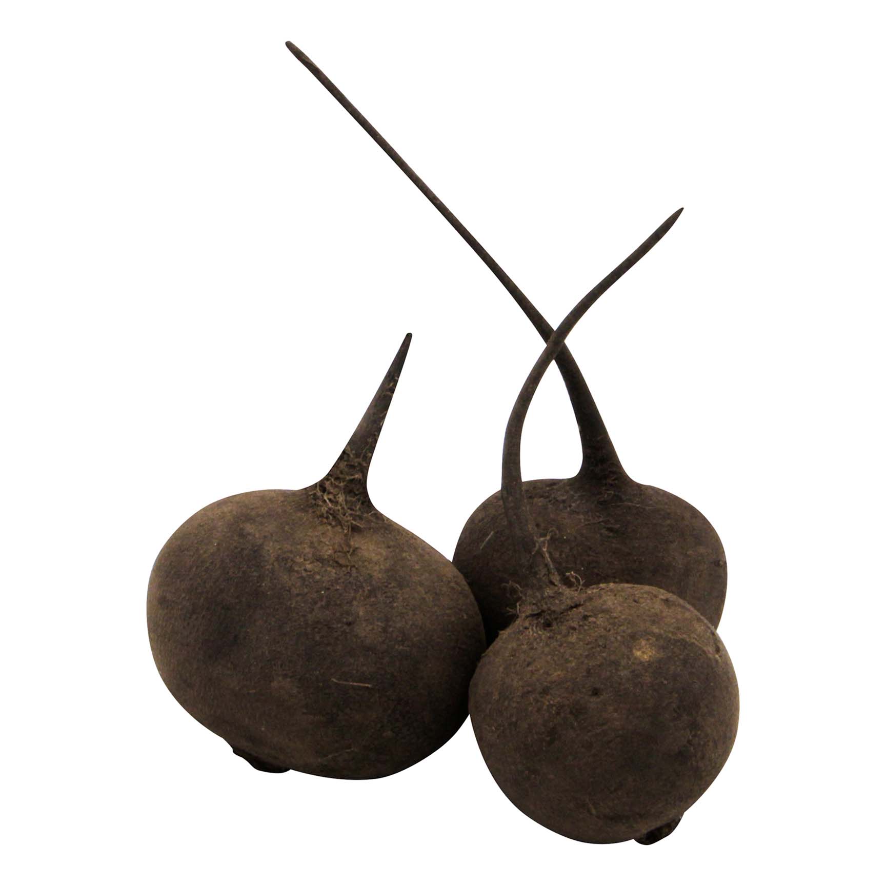 

Редька черная