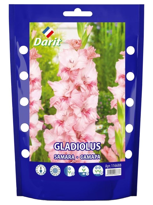 

Луковицы Гладиолус Darit Самара крупноцветковый розовый 7 шт