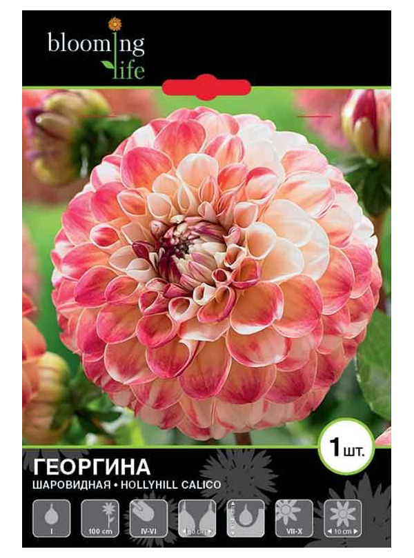 

Георгина шаровидная 7 Цветов Blooming Life Холлихилл Калико 200 г