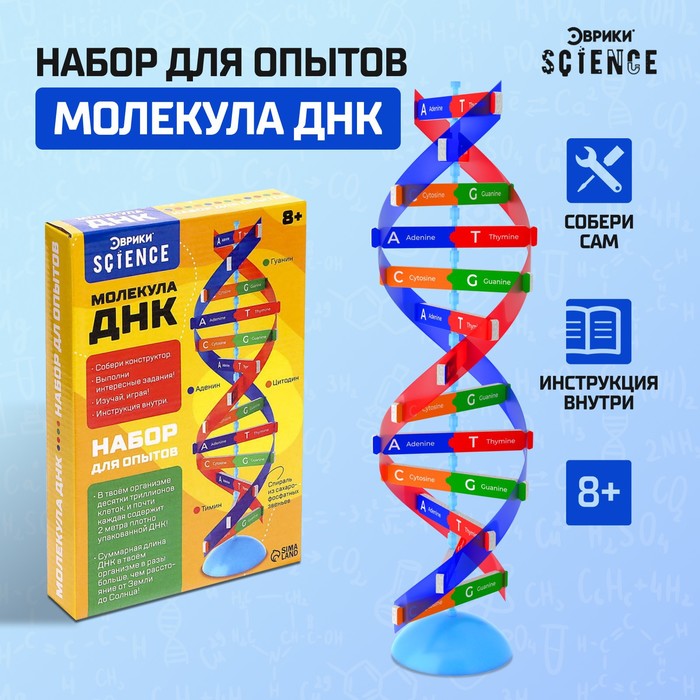 

Набор для опытов «Молекула ДНК»