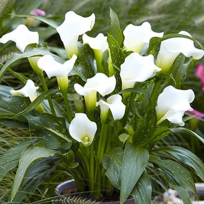 Корень цветов, Калла, Chipollino flowers, Snow Storm, 738, 2 шт.