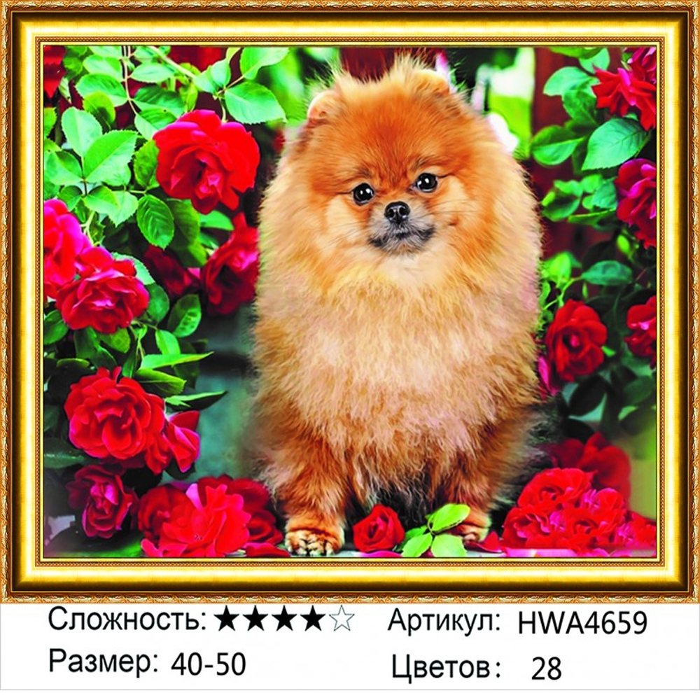 

Алмазная мозаика Собака рыжий шпиц в цветах HWA4659, на подрамнике 40х50см, Собака рыжий шпиц в цветах