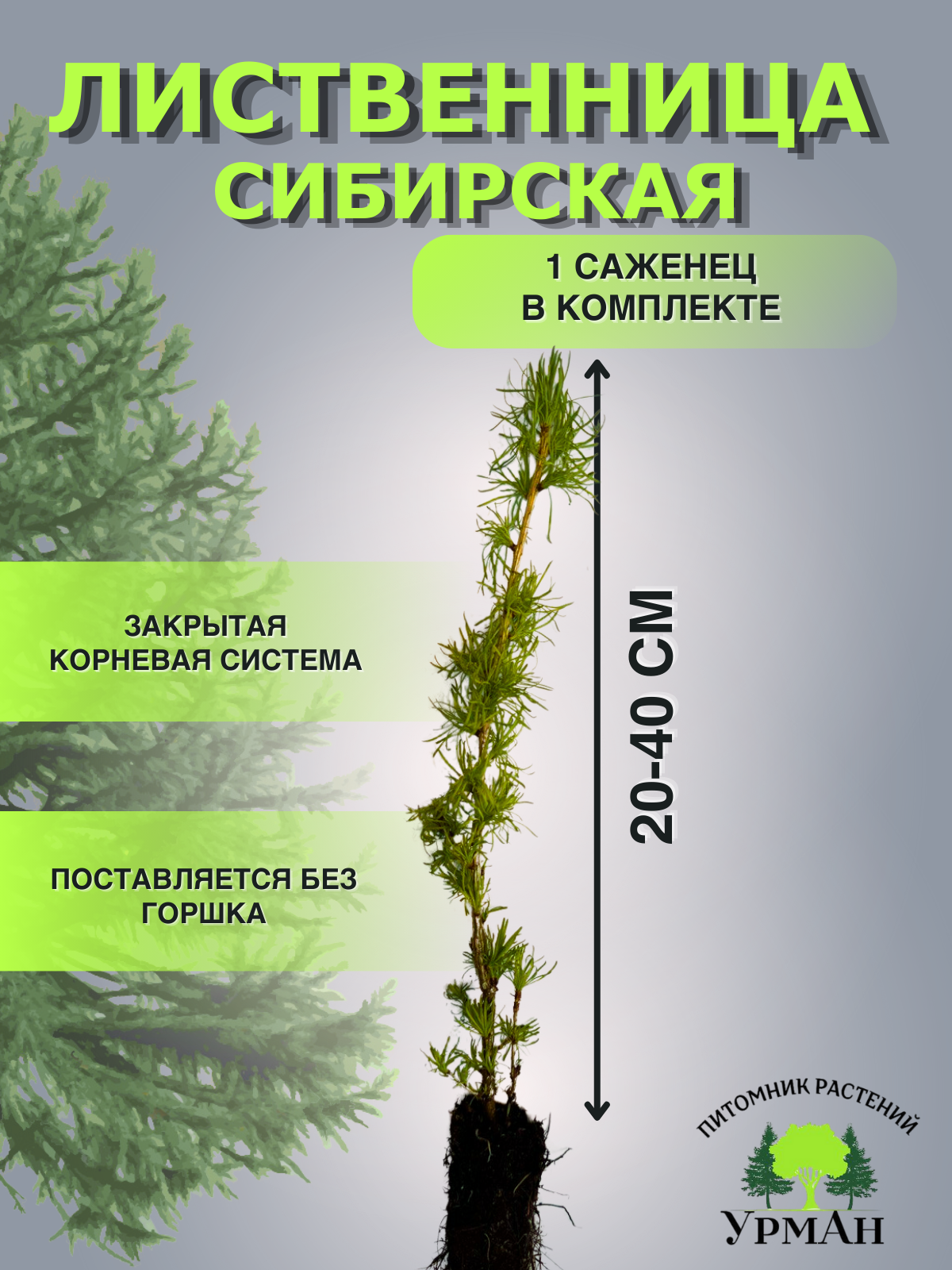 Саженцы лиственница сибирская Питомник Урман ЛС1 1 шт.