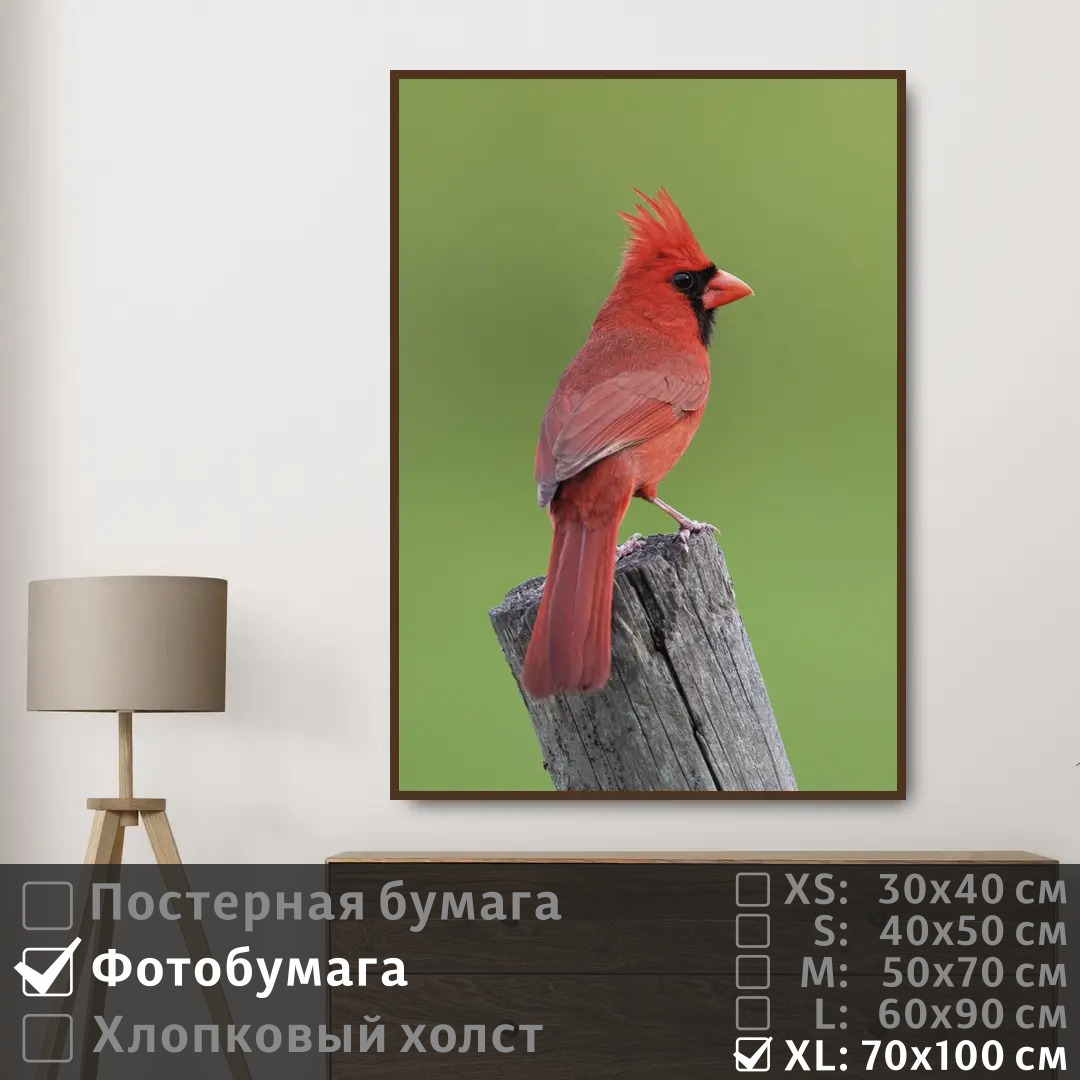 

Постер на фотобумаге ПолиЦентр Красная птица сидит наблюдает глазами 70х100 см, КраснаяПтицаСидитНаблюдаетГлазами7