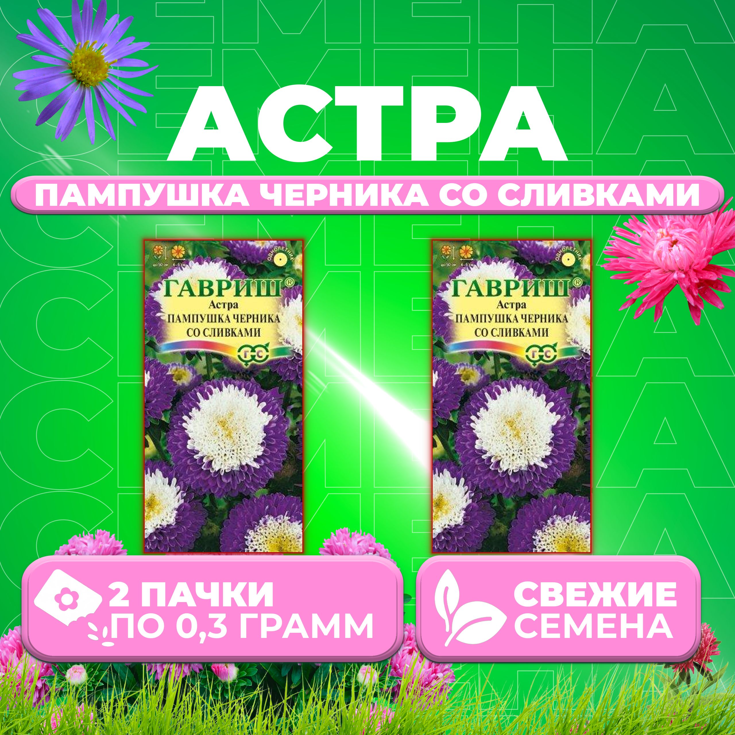 

Семена Астра Пампушка черника со сливками, помпонная, 0,3г, Гавриш 2 уп