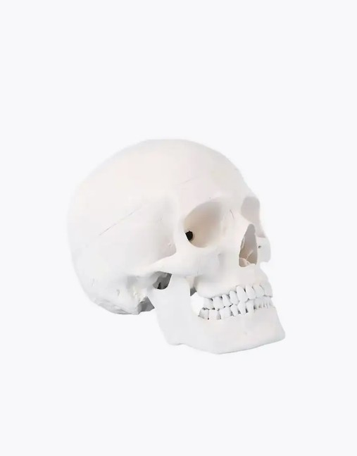 

Модель черепа Bone разборная 1-1, разборная