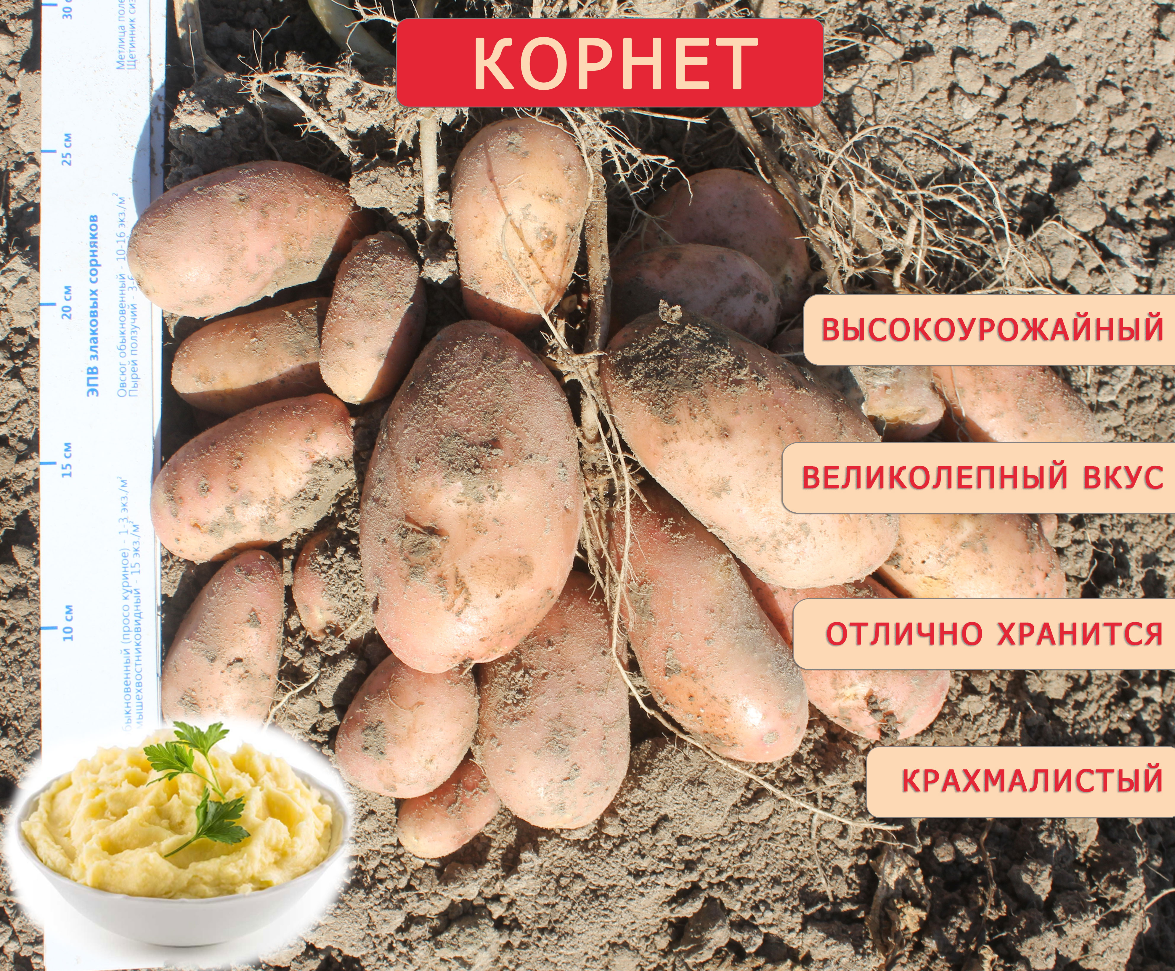 Картофель Агроцентр Коренево Корнет-6 100 шт