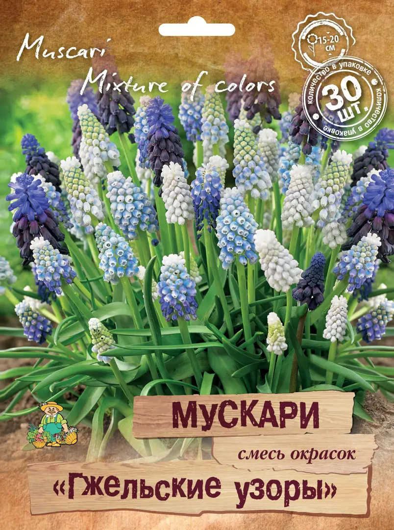 

Саженцы мускари Гжельские Узоры Поиск SSS-88659240 30 шт.