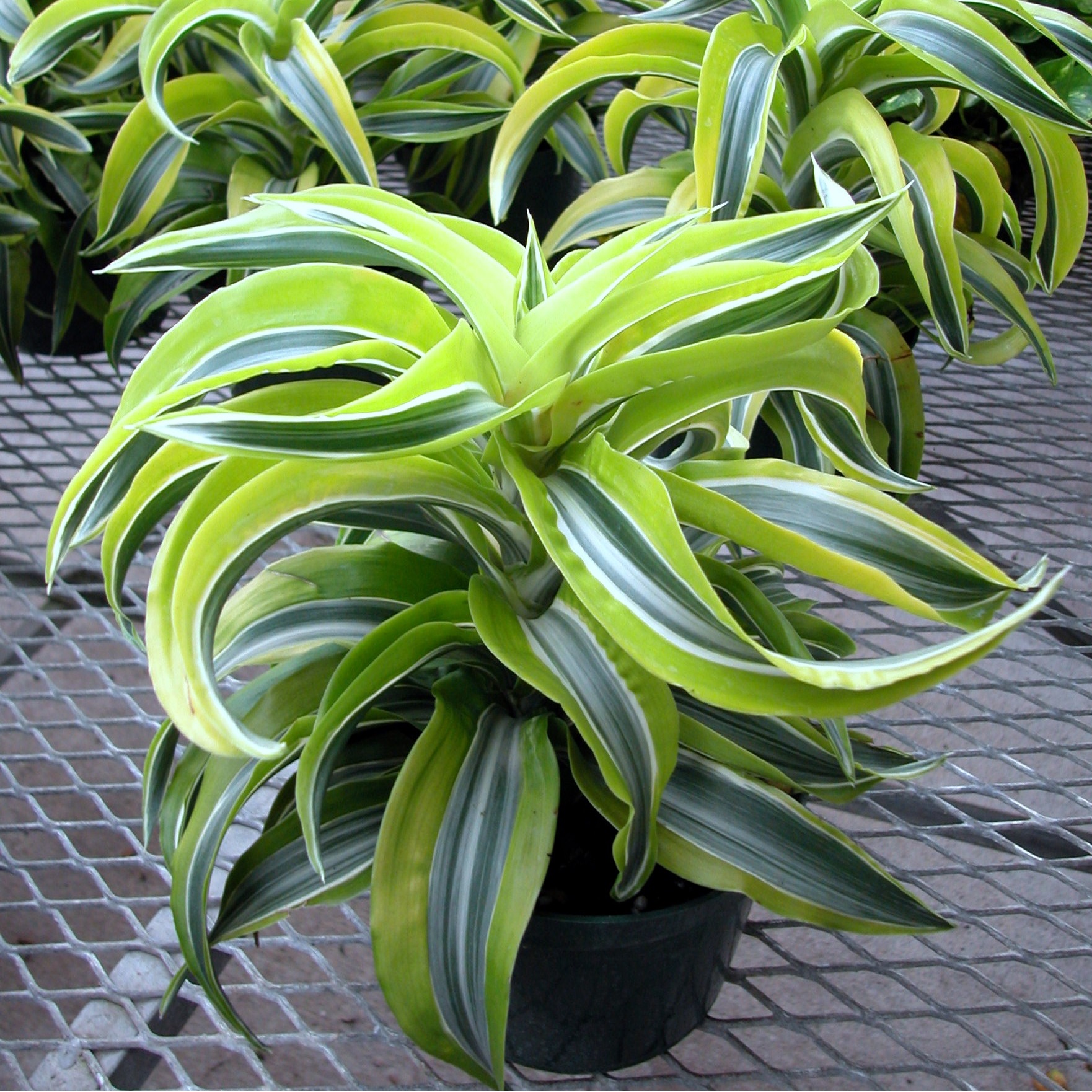 

Драцена Orangery Dracaena Surprise 4 ствола d 27 см h 90 см