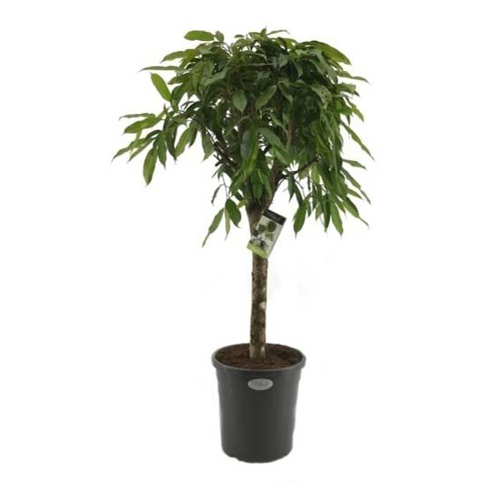 

Фикус Orangery Amstel king 31 x 180 см
