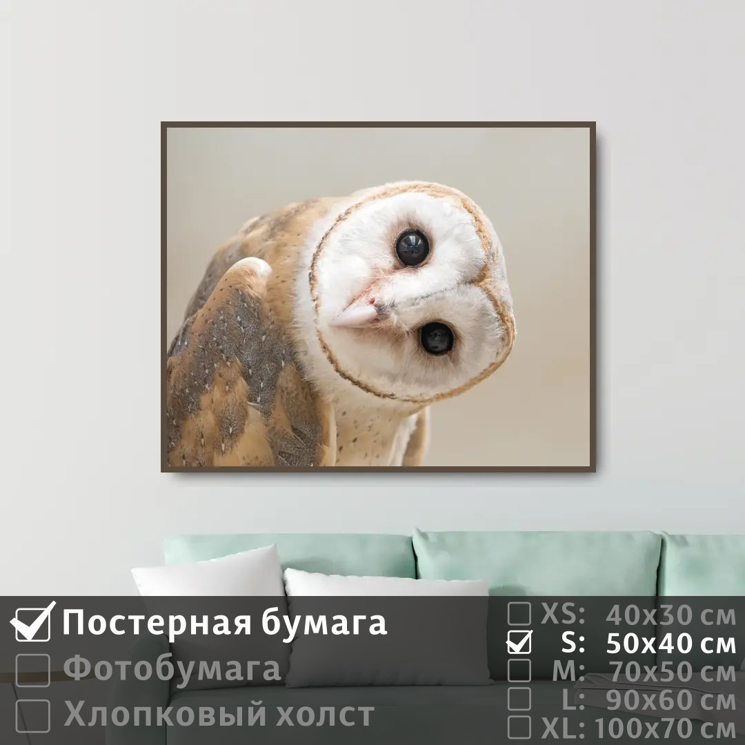 

Постер на стену ПолиЦентр Забавная сова сипуха 50х40 см, ЗабавнаяСоваСипуха
