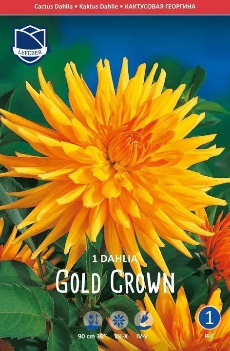 Луковица Lefeber Георгина Голд Кроун кактусовидная