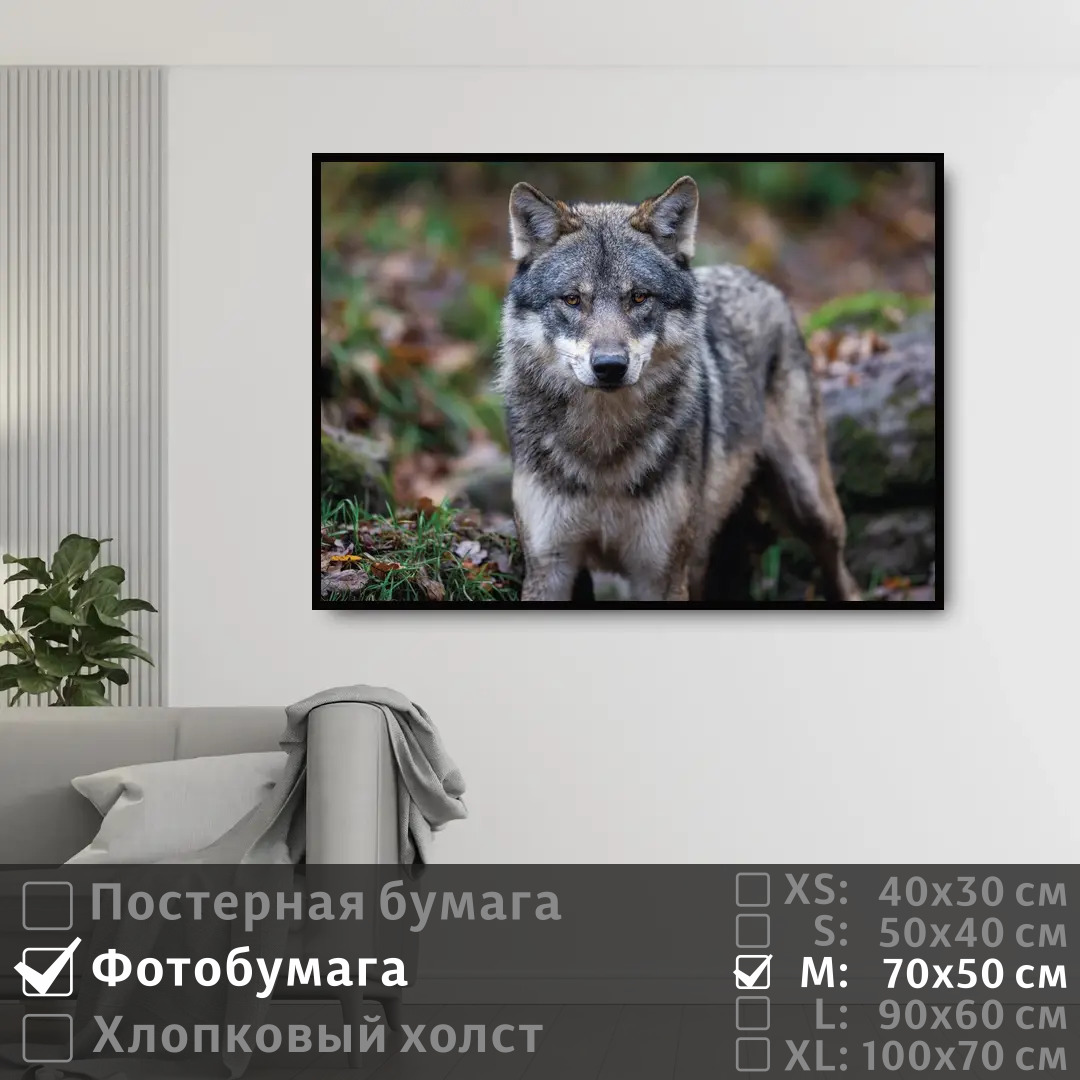 

Постер на фотобумаге ПолиЦентр Хищный волк 70х50 см, ХищныйВолк
