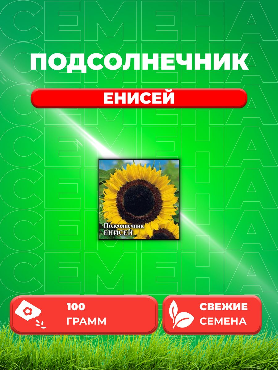 Семена Подсолнечника Енисей Купить