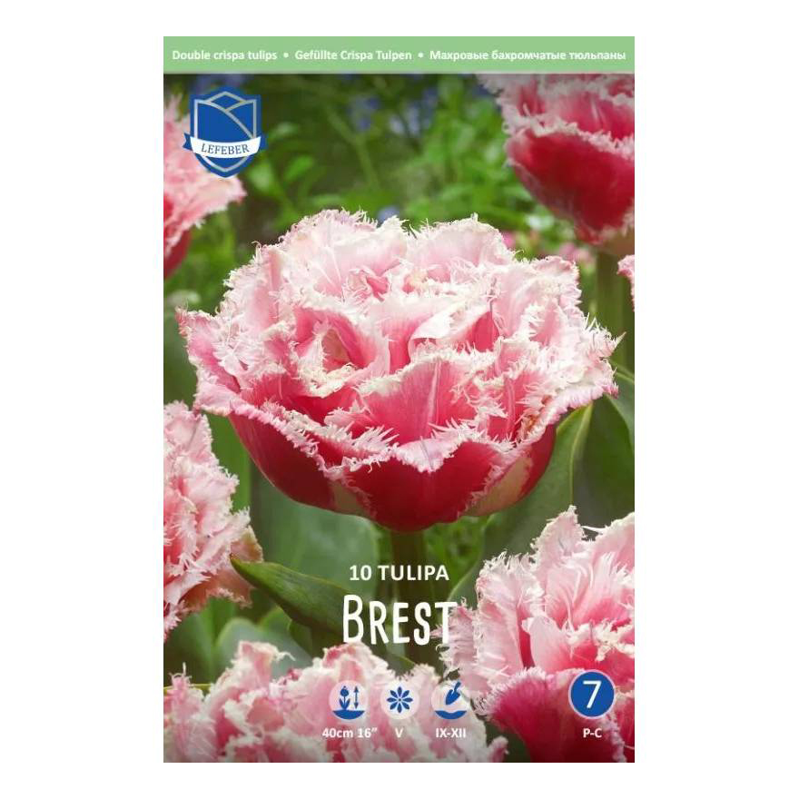

Тюльпан Lefeber Brest 10 шт