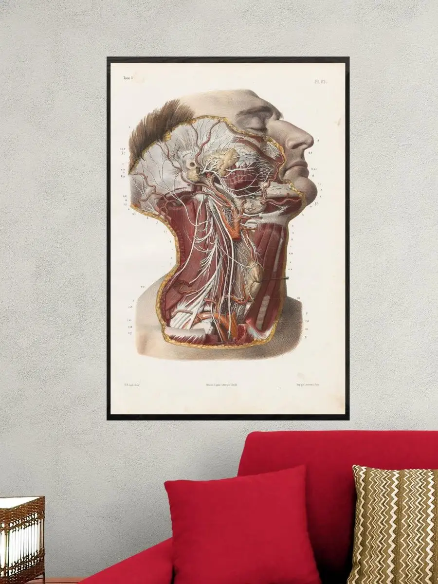 

Постер GoodKids, Анатомия, 60x90 см, art03-rpms27