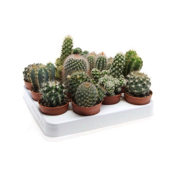

Цветок Кактус микс h10 см d8,5 см
