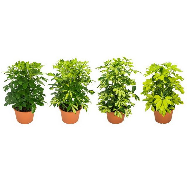 

Шеффлера микс h 13 см d 45 см