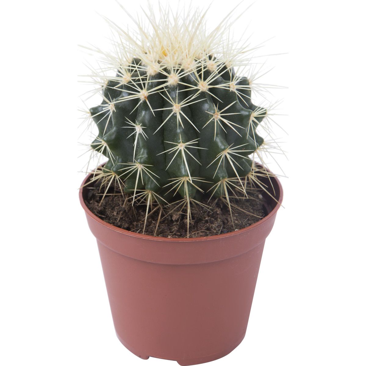 

Кактус микс h15 см d10,5 см