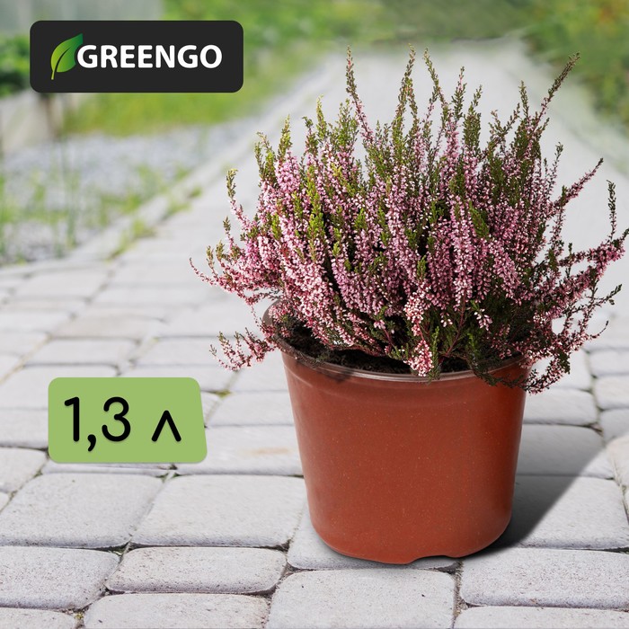 

Набор горшков для рассады Greengo терракотовый 9703535-20p 1,3 л 20 шт., Коричневый