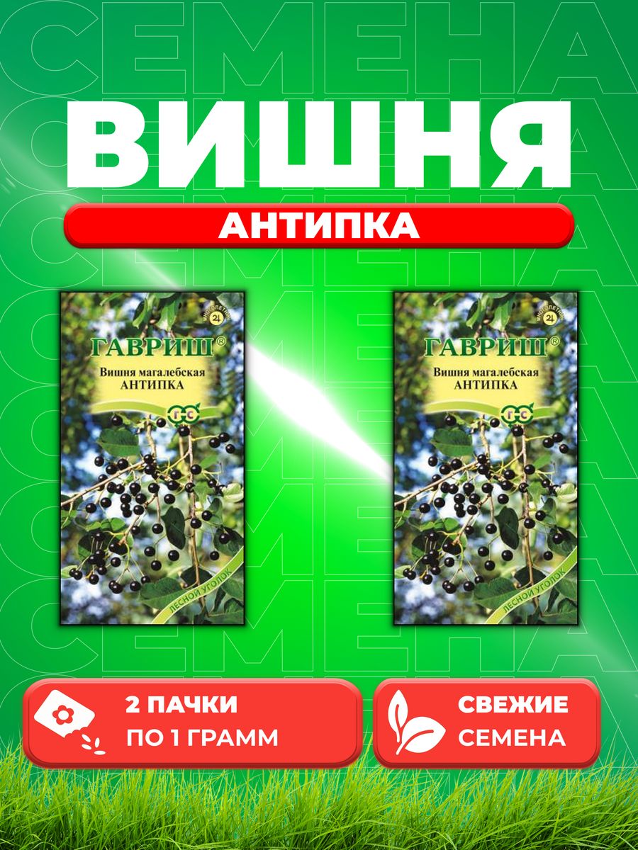 Вишня Семена Купить