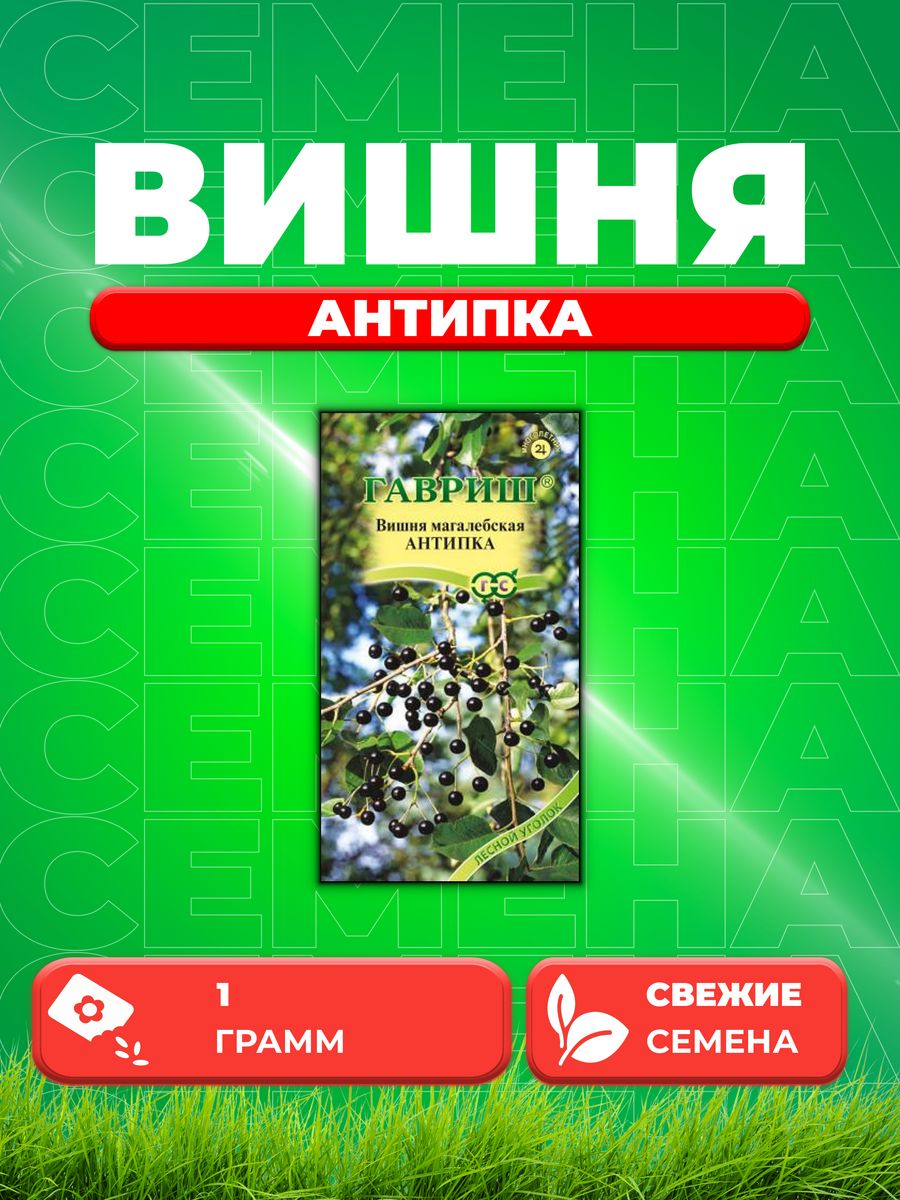 Вишня Семена Купить