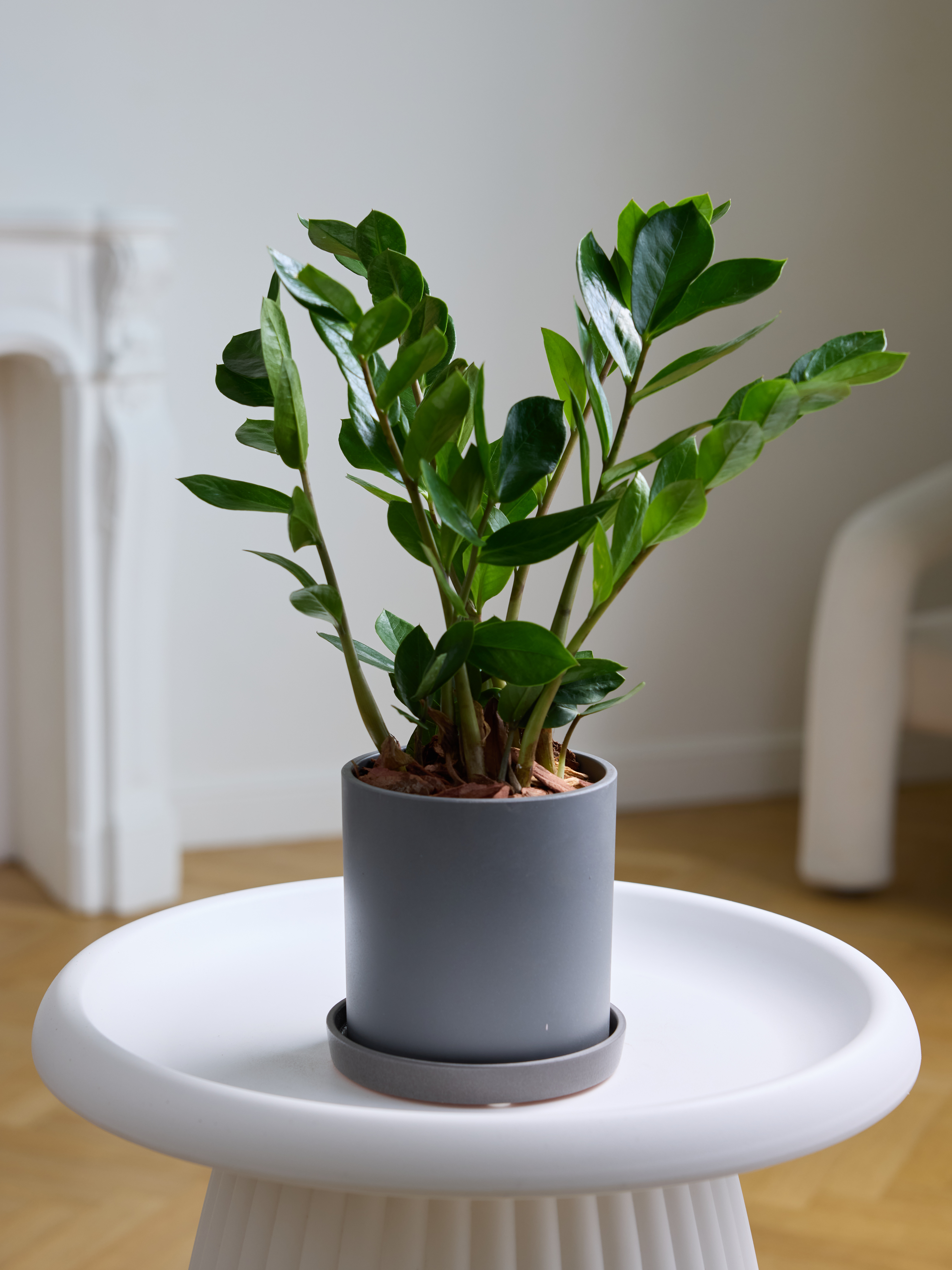 

Растение комнатное Margo plants замиокулькас в бетонном горшке h 35 см, d 21 см