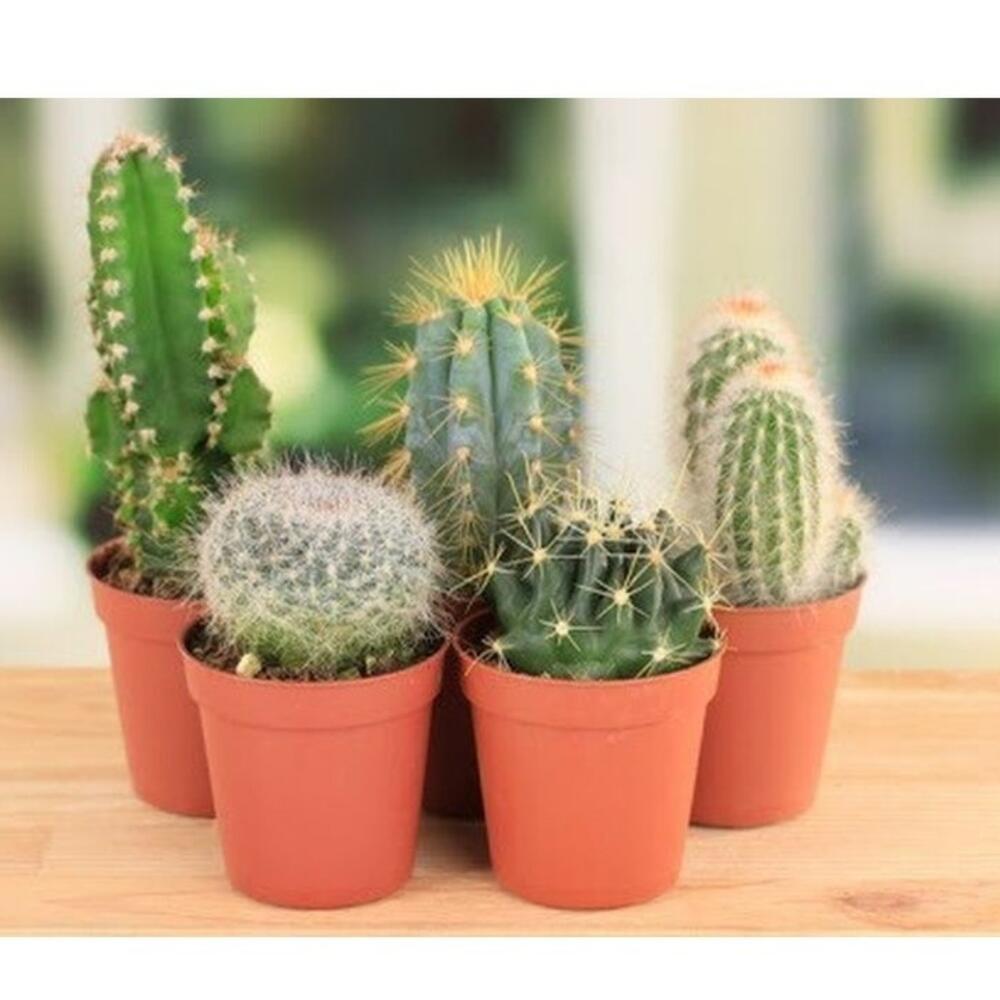 

комнатное растение Margo plants кактус h 10 см