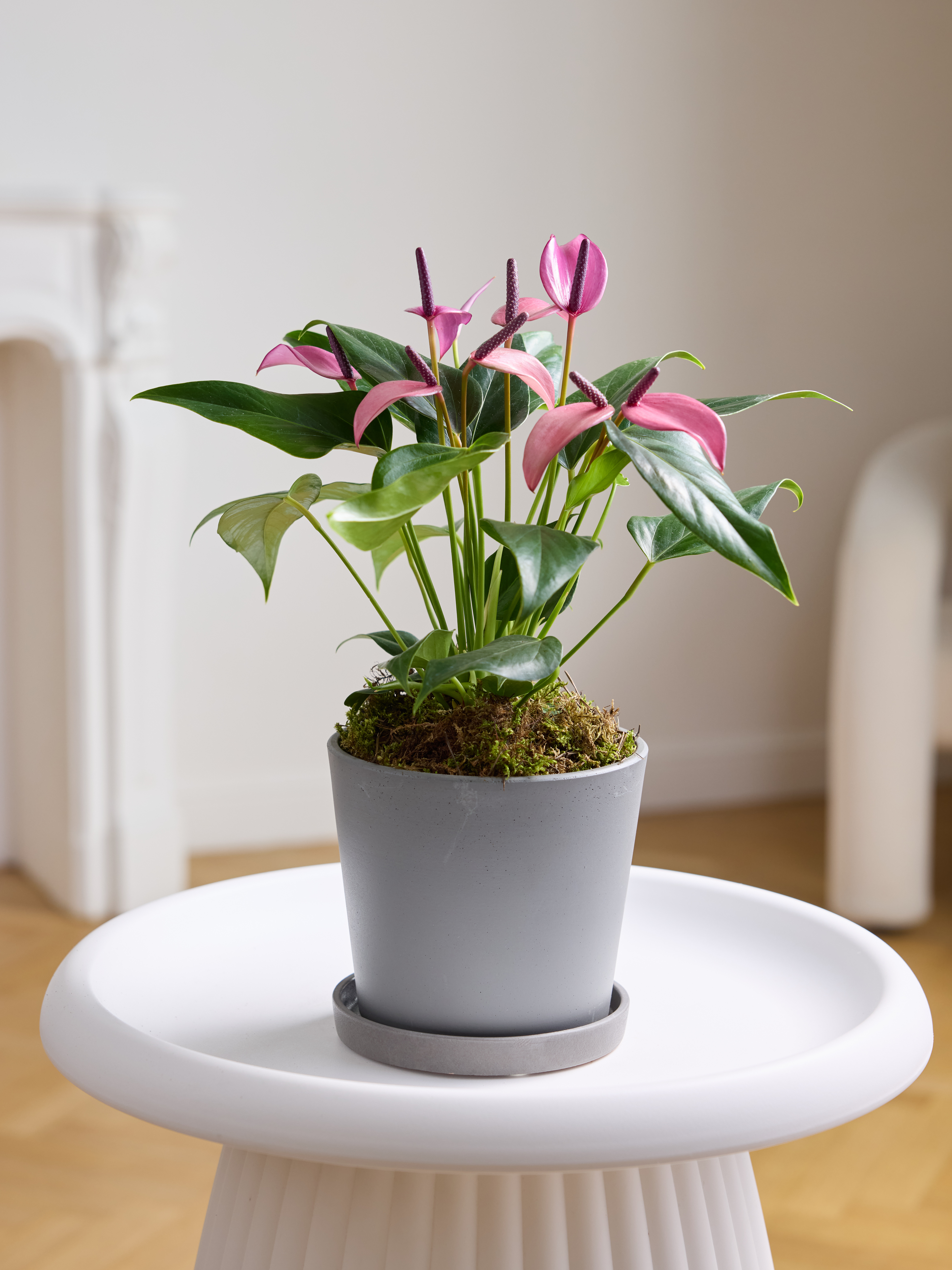 

Растение комнатное Margo plants антуриум зизоу в бетонном горшке h 30 см, d 21 см