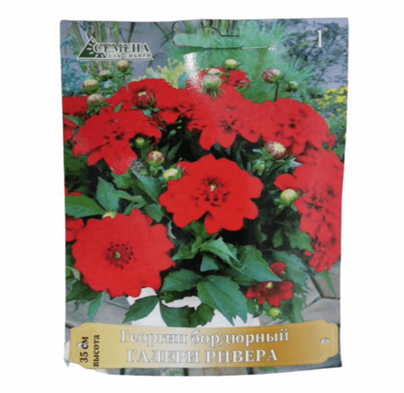 

Георгина Семена для Сибири Галлери Ривера