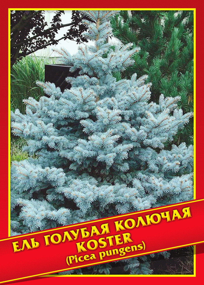 

Ель голубая/колючая «Koster» - 10 шт.