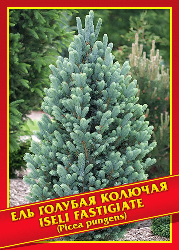 

Ель голубая колючая «Iseli Fastigiate» 10 шт.