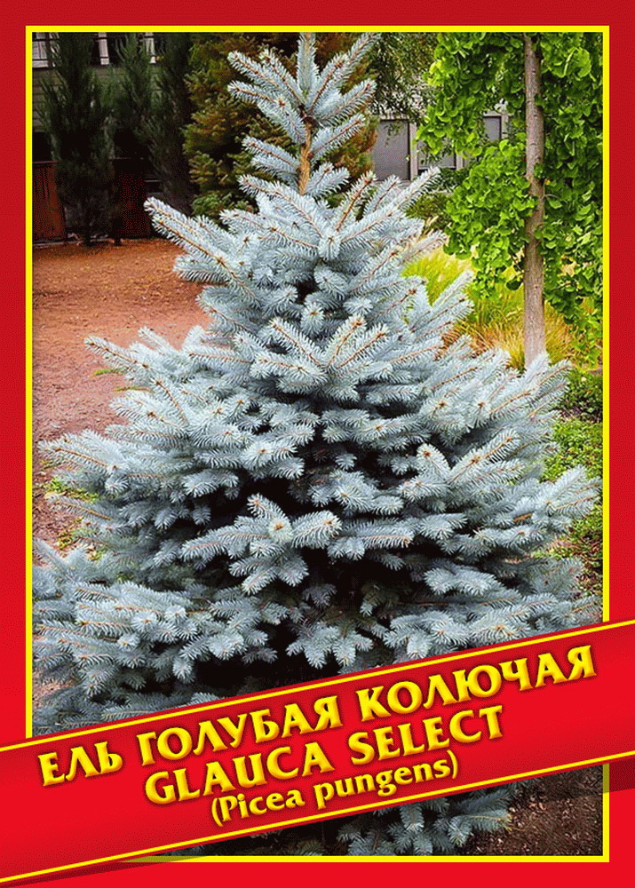 

Ель голубая/колючая «Glauca Select» - 10 шт.