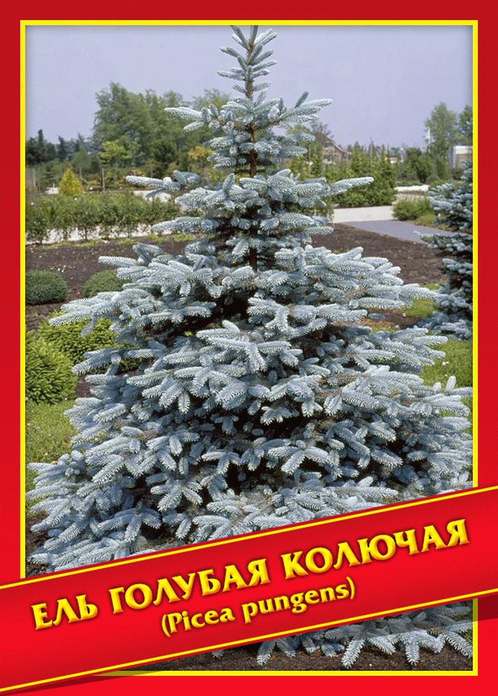 

Семена Ель голубая/колючая - 10 шт.