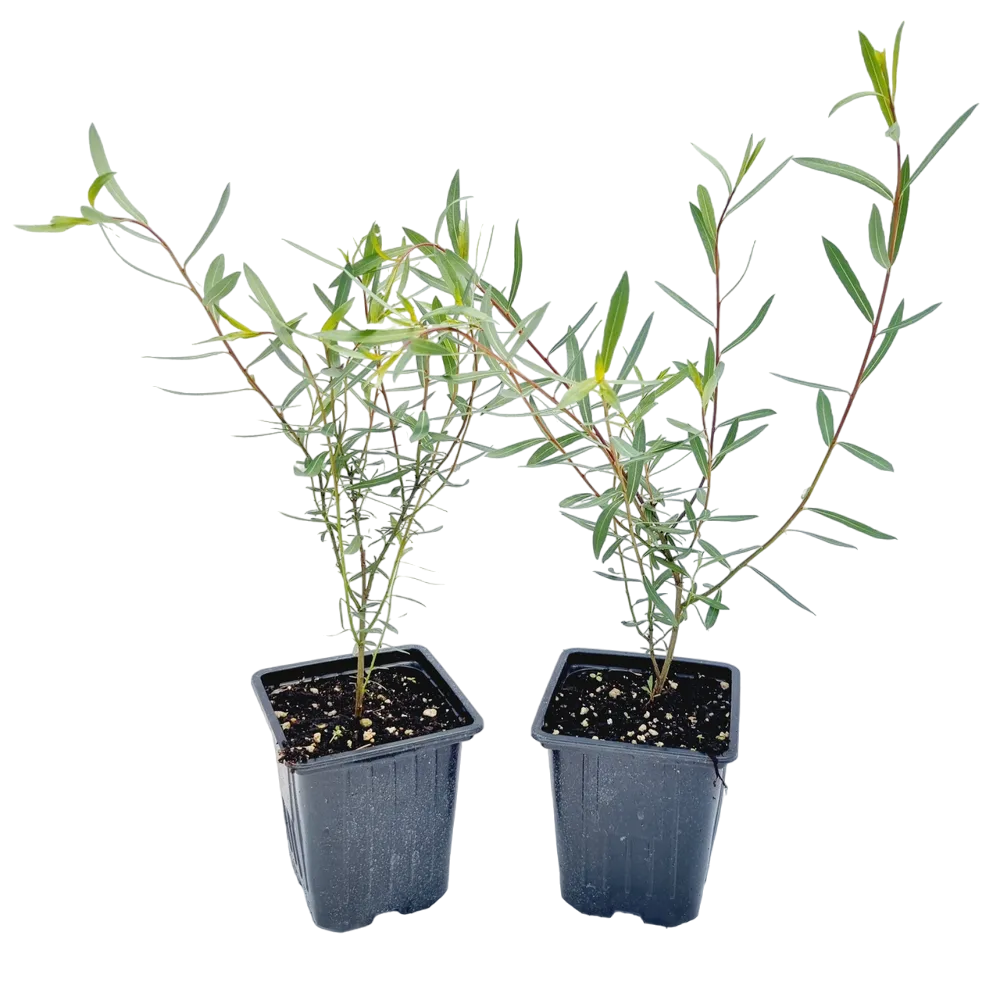 

Саженцы ива Нана PlantMarket 1 шт.