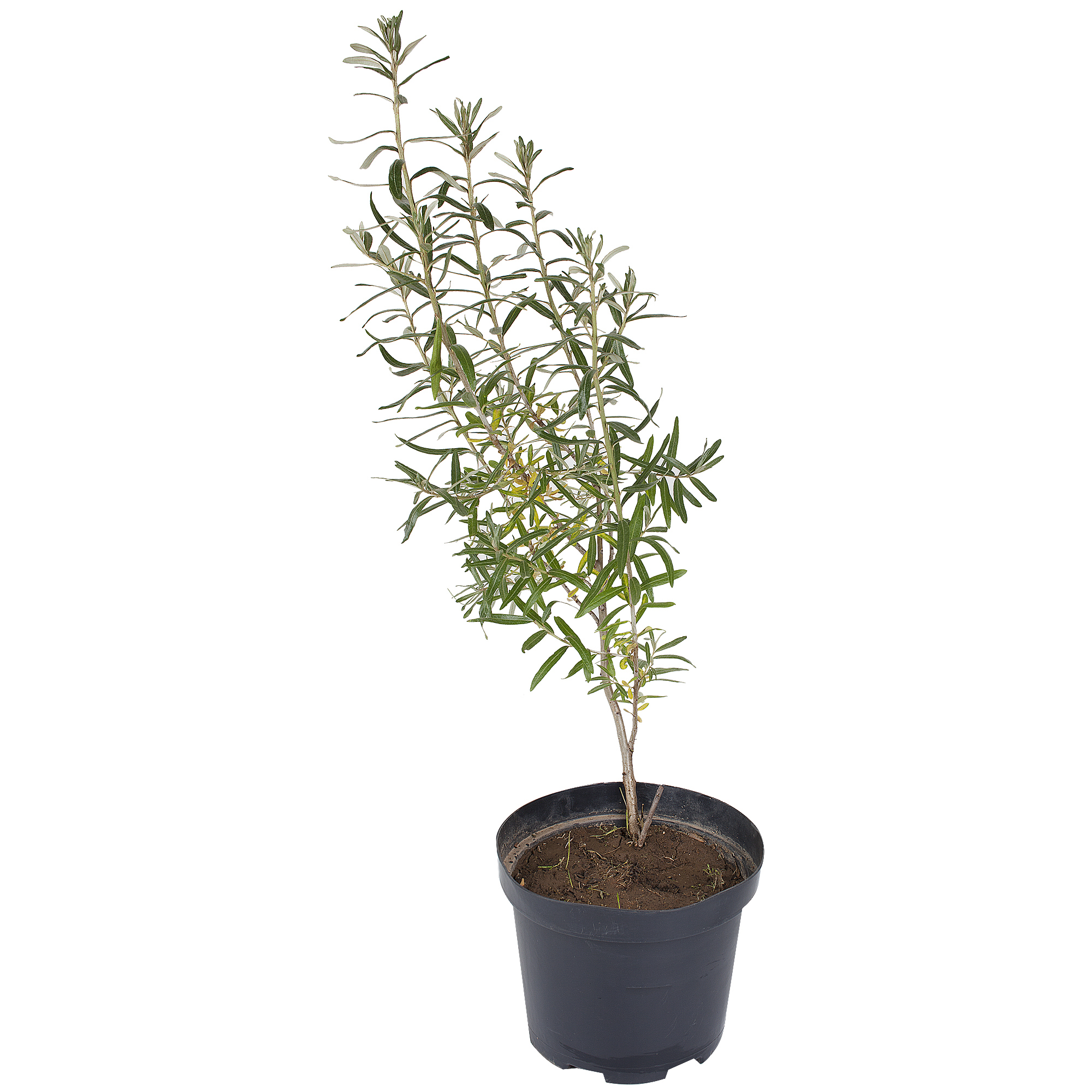 

Облепиха С3