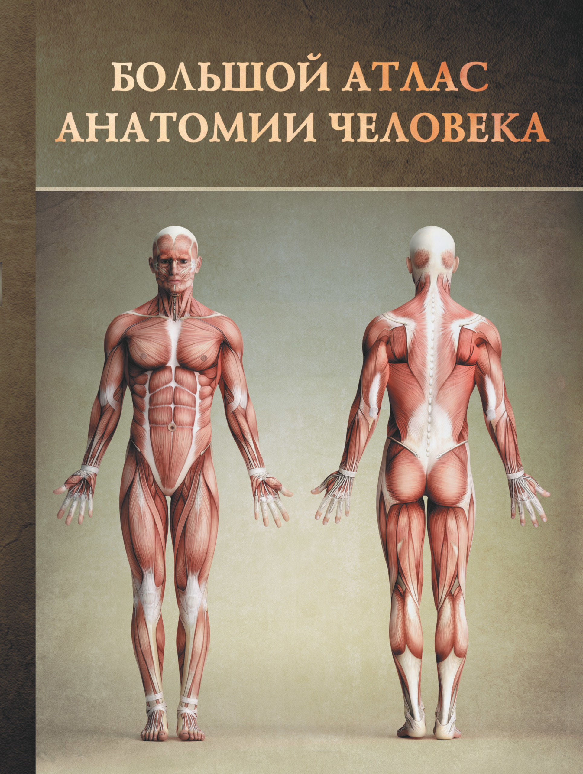 

Большой атлас анатомии человека