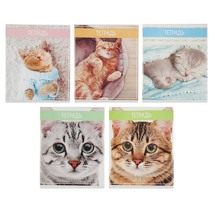 

Тетрадь 36 листов в клетку Calligrata "Кошки", обложка мелованная бумага, блок №2, белизна, Зверята (канцтовары)