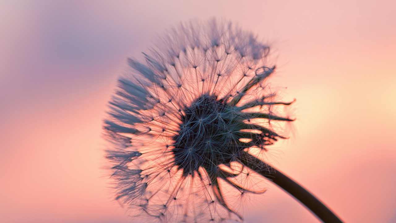 

Картина на холсте LinxOne 60x110 Природа пейзаж натура флора