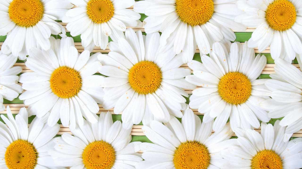 

Картина на холсте LinxOne 60x110 Природа пейзаж натура флора